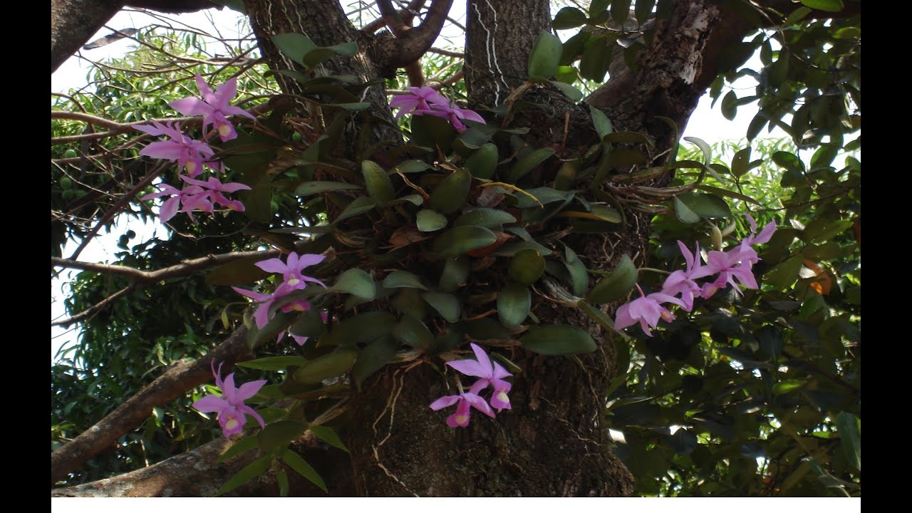 Orquídeas em árvores, Habitat natural, Saúde perfeita, raízes vigorosas