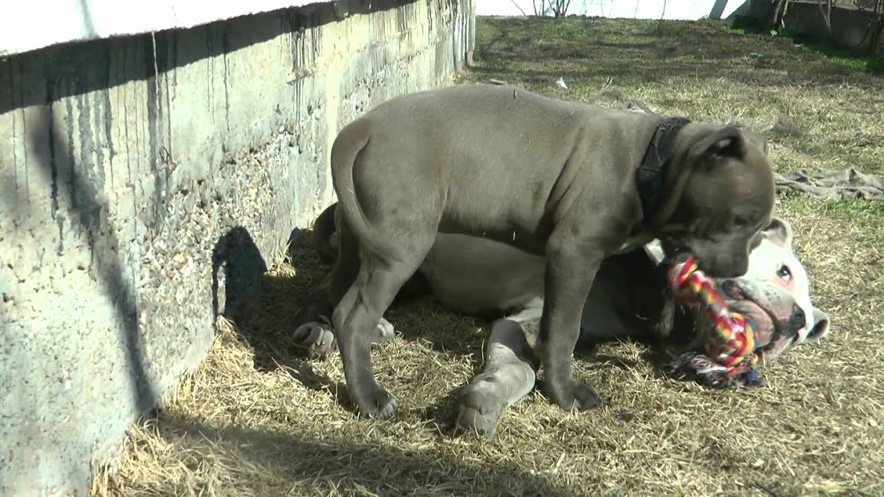 american bulldog and american staffordshire terrier YouTube