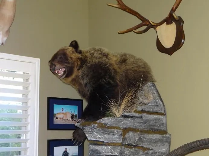 How did you hang or display your Black Bear rug? 24hourcampfire