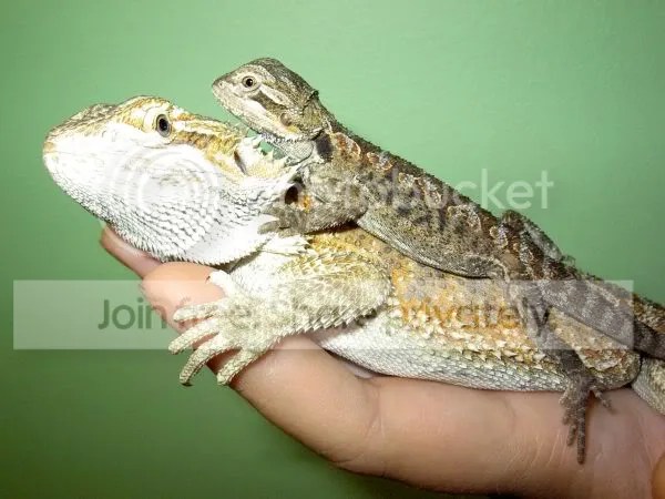 Afficher le sujet Un aquarium plus gros = un dragon