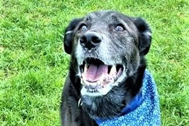 Hike in NI's dumped dog figures keeps rescue groups under