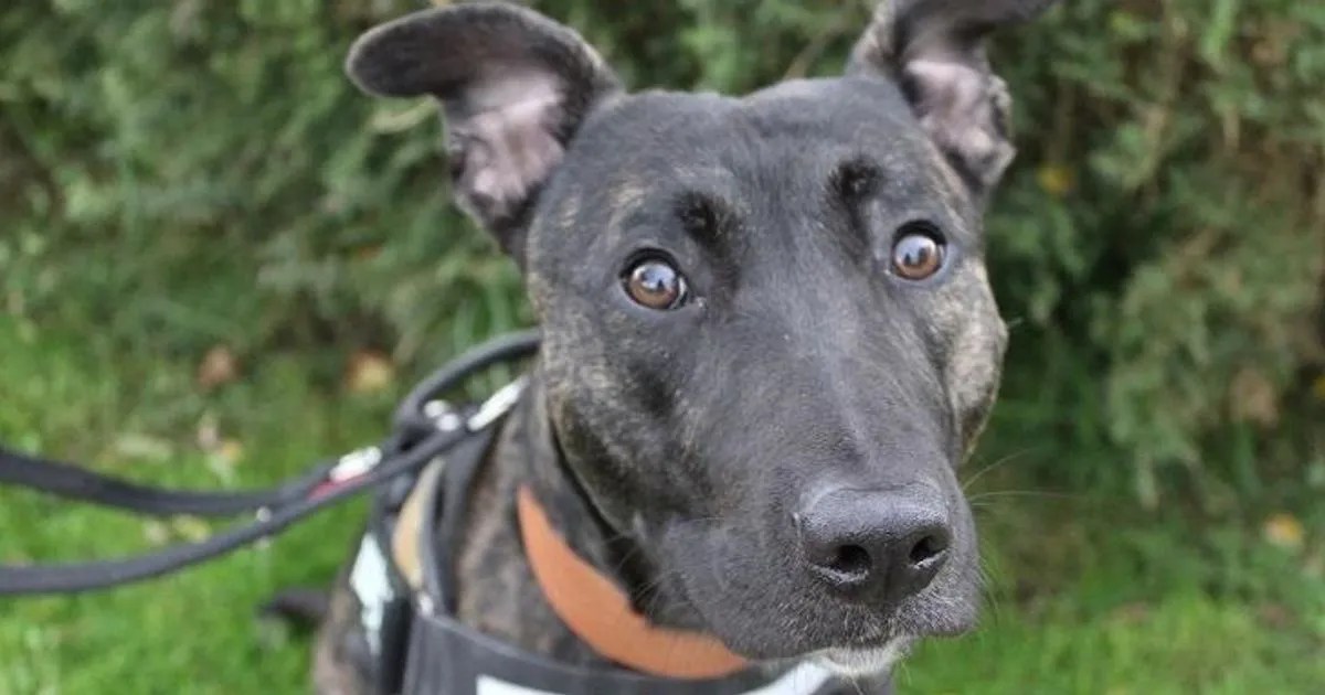 There are 45 dogs in Cornwall looking for forever and foster homes Cornwall Live