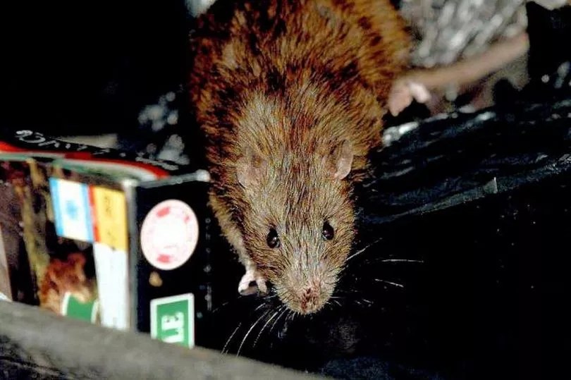 Invasion of the rats Coventry pest control called out 1,600 times