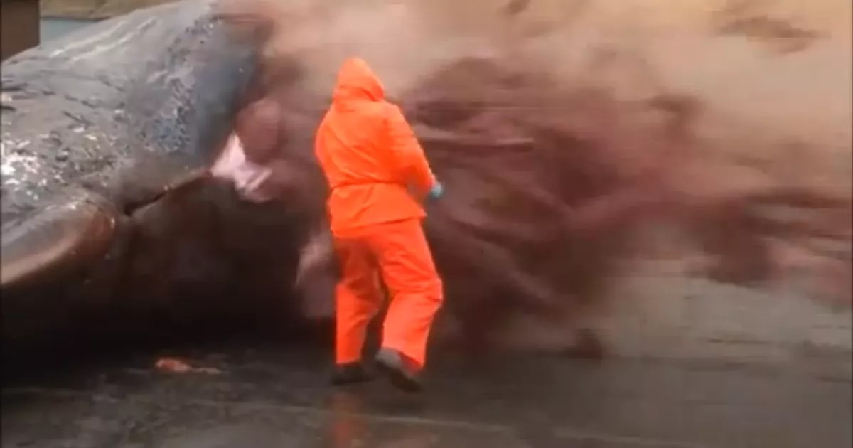 Video Watch horrifying moment dead sperm whale explodes on shore