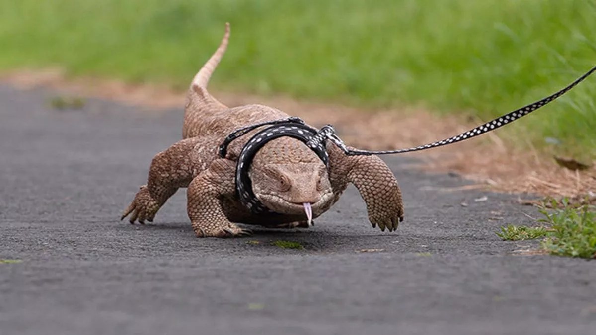 Couple Shock Neighbours By Taking Their Giant Lizard For Daily Walks - Daily Star