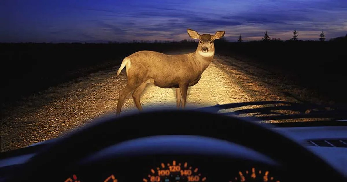 Deer killed and van written off in collision on A380 Telegraph Hill