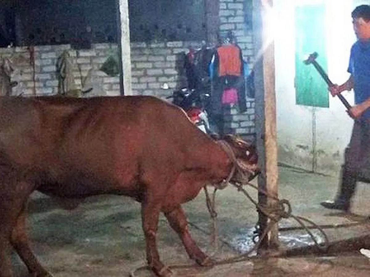 How Long Does A Cow Live Before Slaughter All About Cow Photos