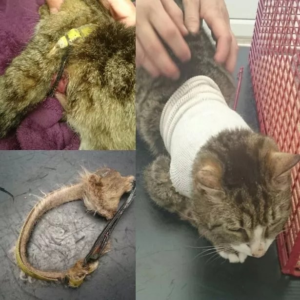 Be careful what type of collar you put on your cat it could lead to
