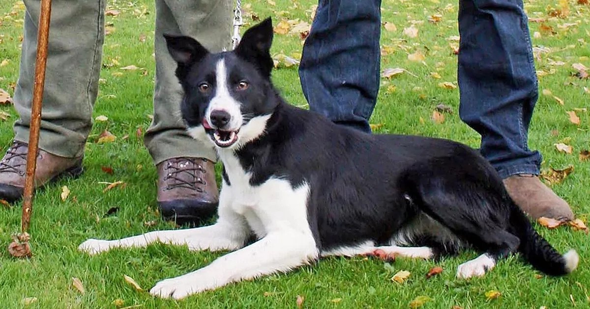 Marchup Midge World's most expensive sheepdog sells for £8,400 at