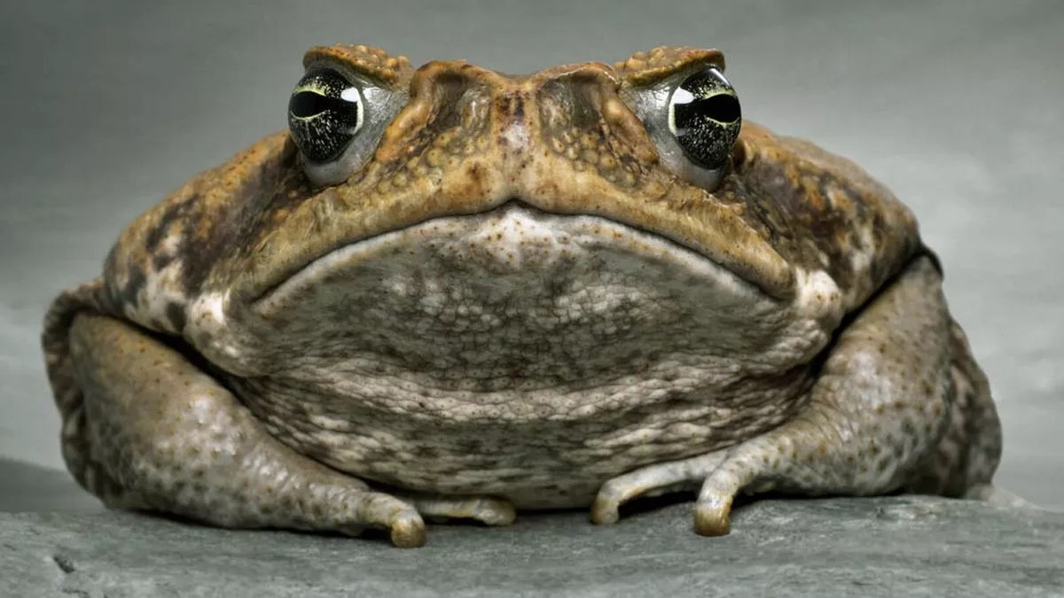 Cheeky Cane Toads Hitch Lift On Python To Escape Storm Flooding - World News - Mirror Online 675_x_1200_jpg