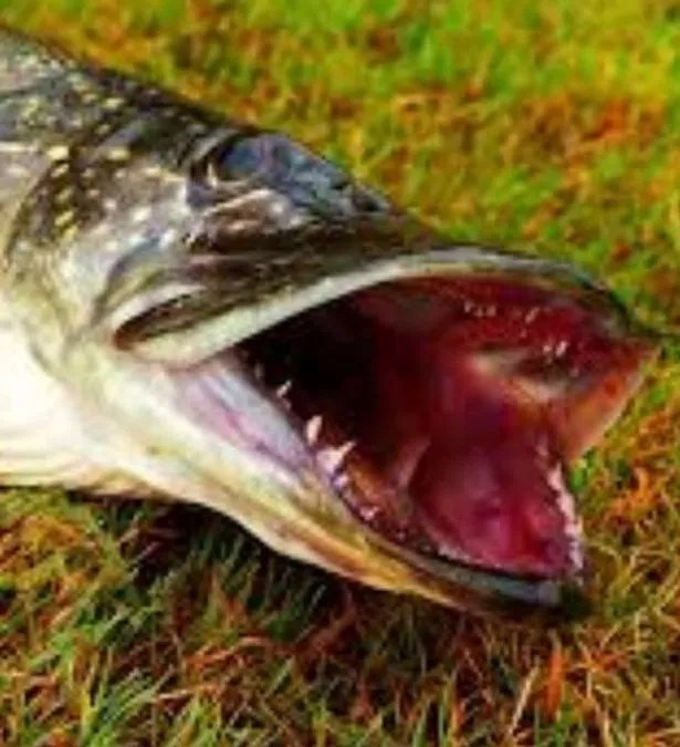 Man's fingers 'shredded' as giant pike with 'razorsharp' teeth bites