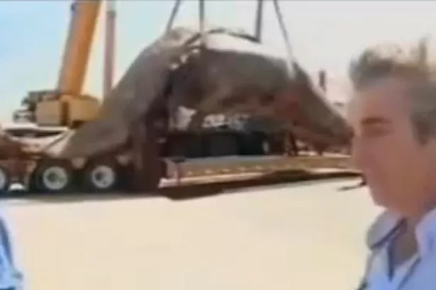 Video Sperm WHALE EXPLODES on road after being dropped from crane
