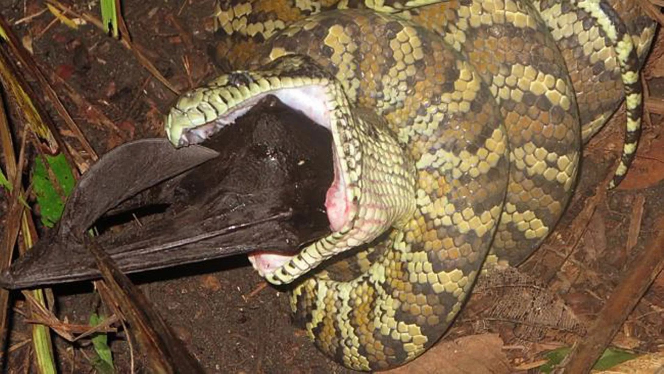 Python eats Flying Fox Mirror Online