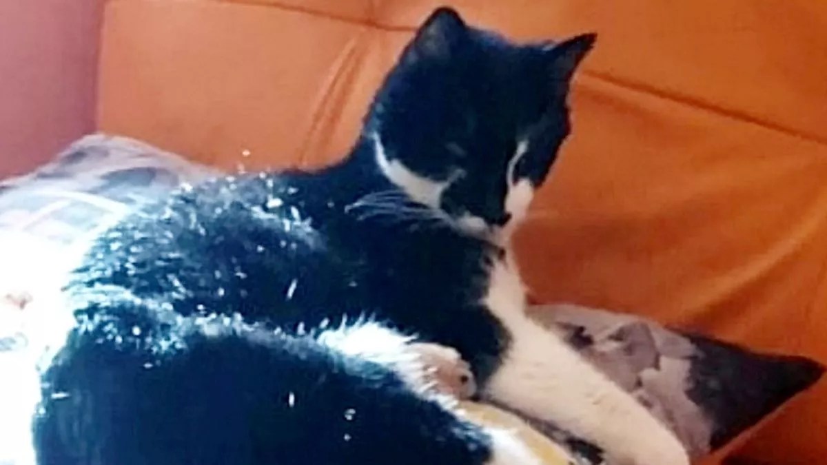 Video Appears To Show Driver Deliberately Run Over Deaf Cat Causing Its Death Three Days Later - Wales Online