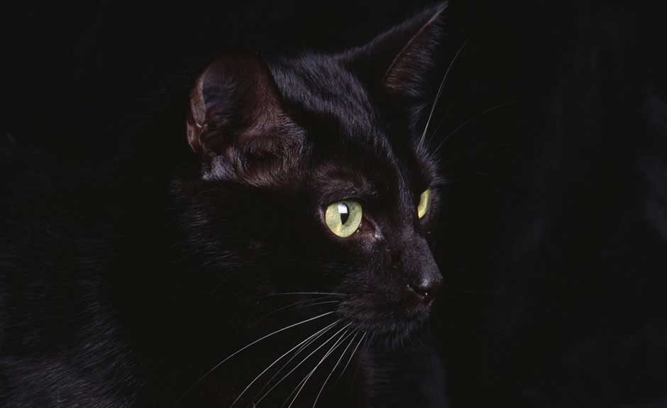 Gato Negro de la Noche Fondo de pantalla UR Personalización por UR