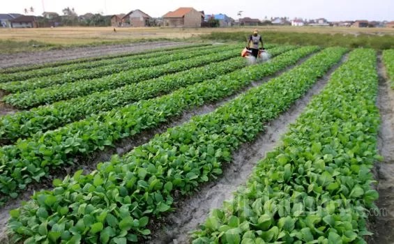 Melihat Peluang Bisnis Pertanian Yang Sangat Menggiurkan agribisnis.co.id