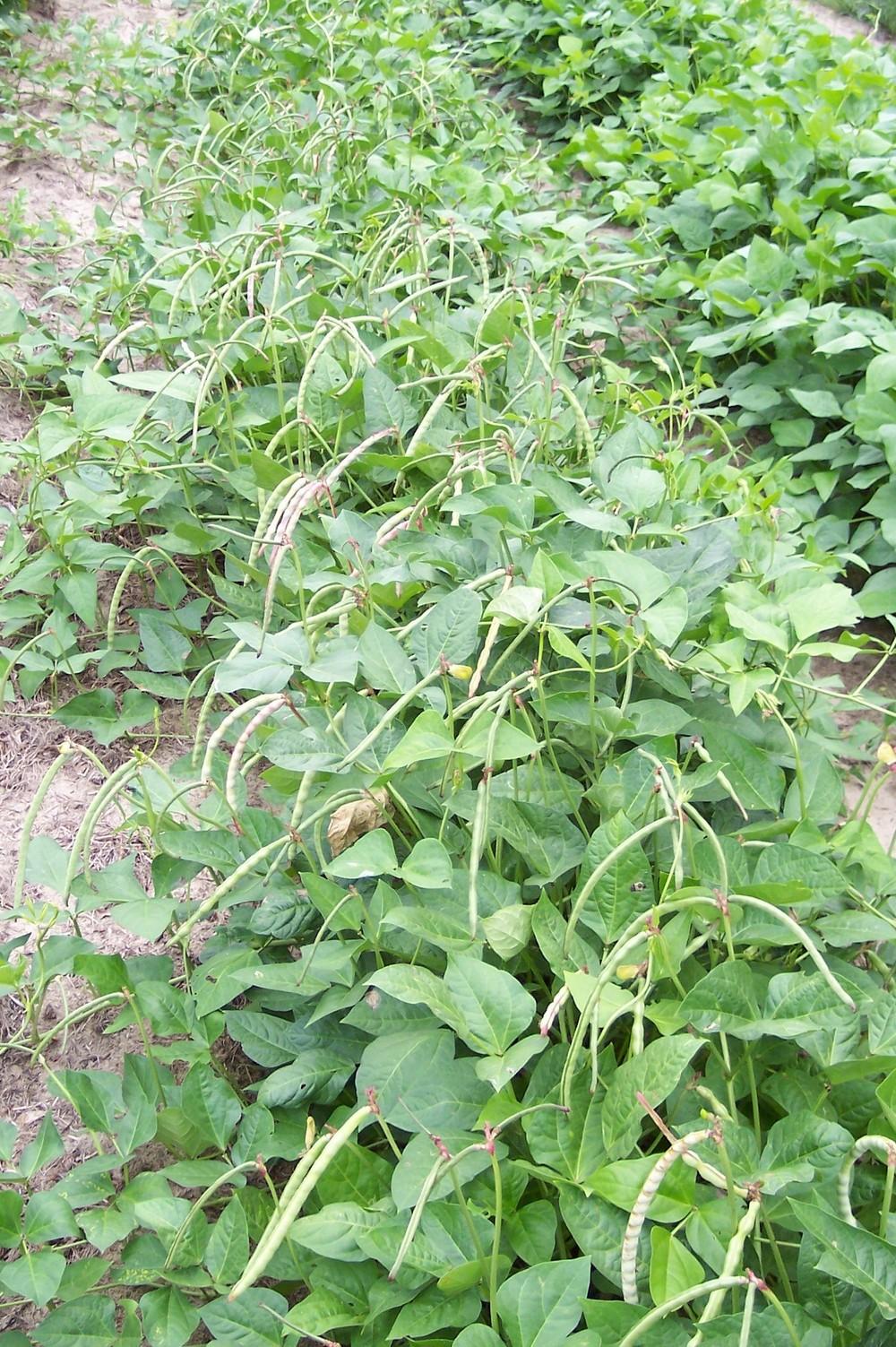 Of Cowpeas, Butterbeans and Okra