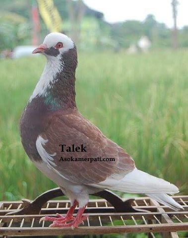Mewarnai Burung Merpati Gambar Mewarnai Hd