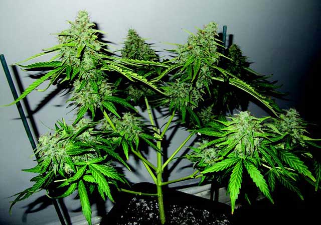 Cannabis Encyclopedia Pruning