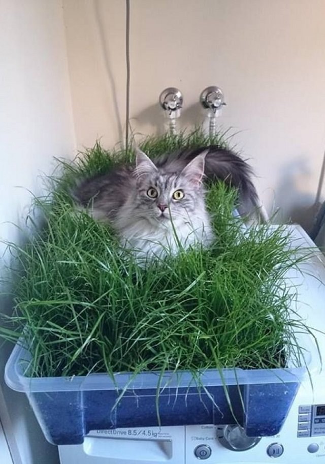 DIY Indoor Cat Garden For Cat Lovers Balcony Garden Web