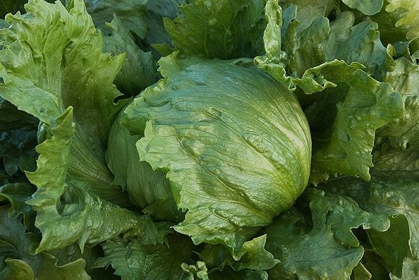 How To Create An Edible Italian Garden Garden Pics and Tips