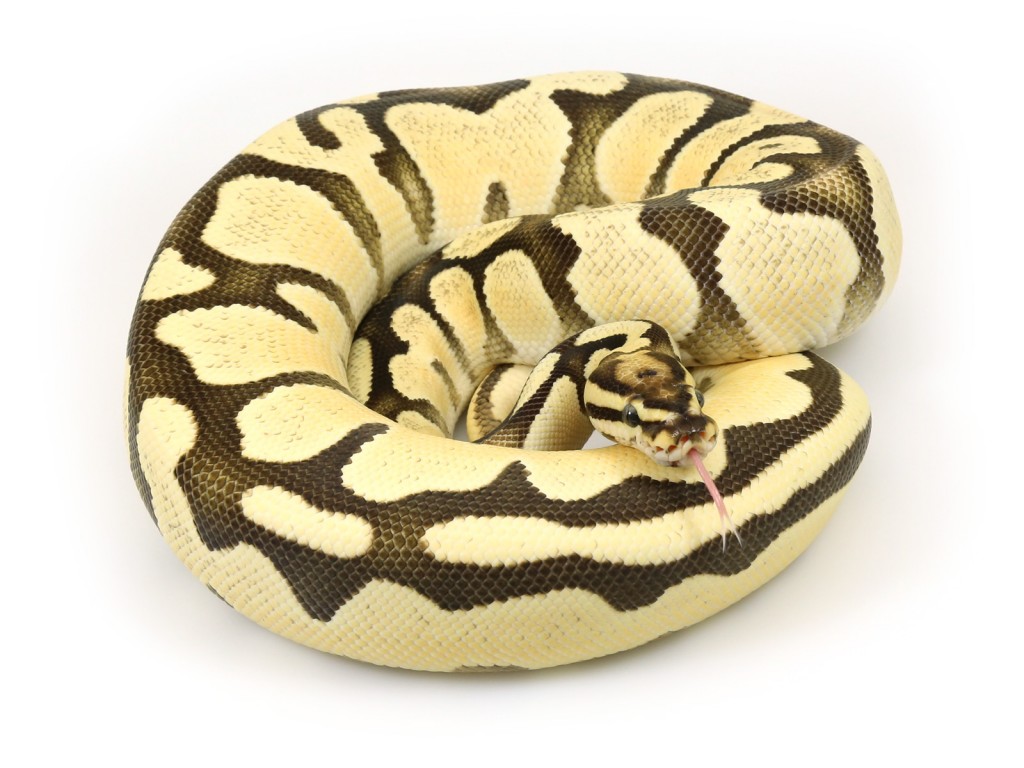 Super Orange Dream Fire Markus Jayne Ball Pythons