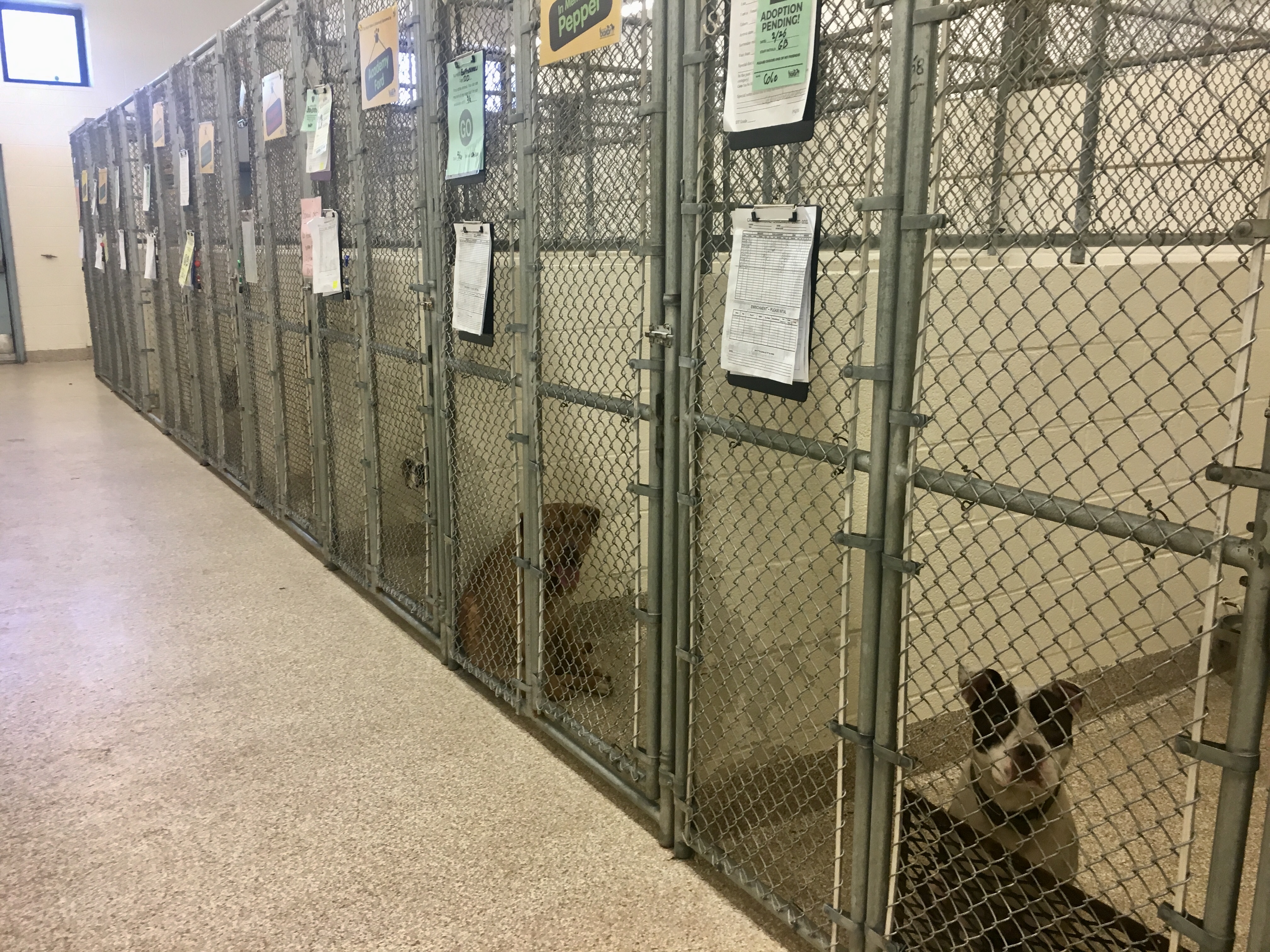 Local animal shelter faces financial losses as it waives