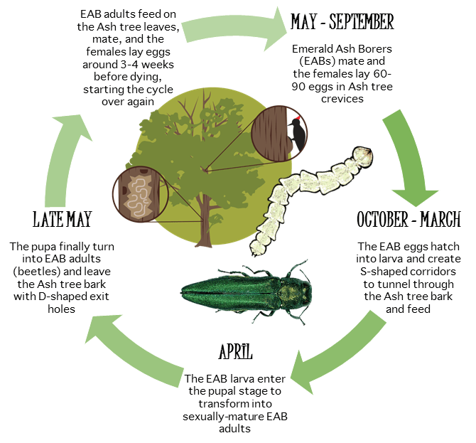 Emerald Ash Borer Boone County Conservation District