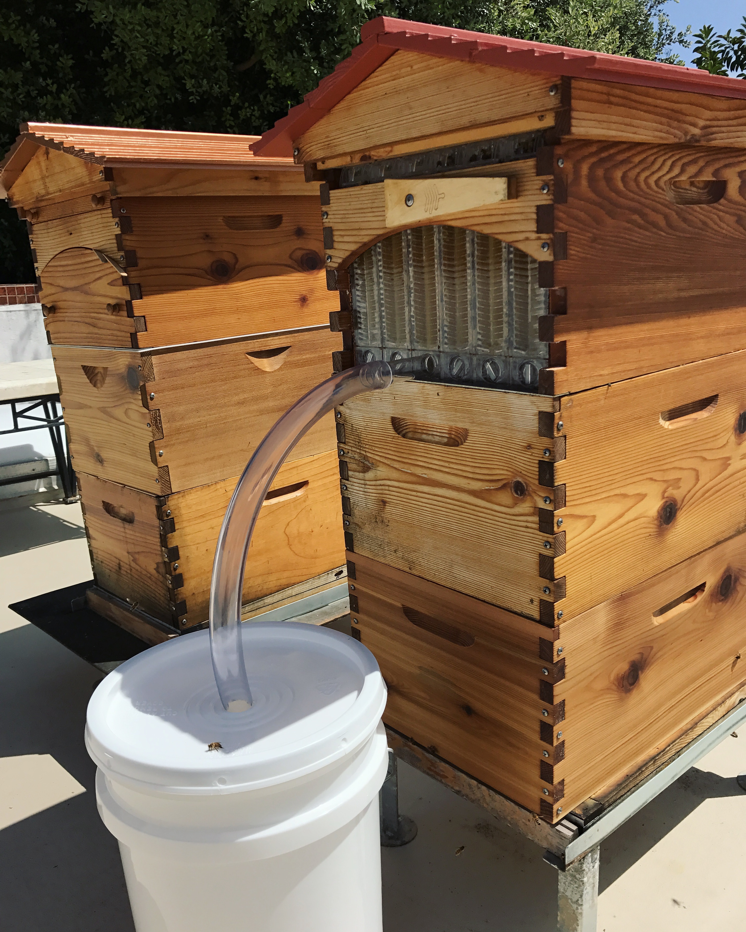 honey bee extractor craigslist