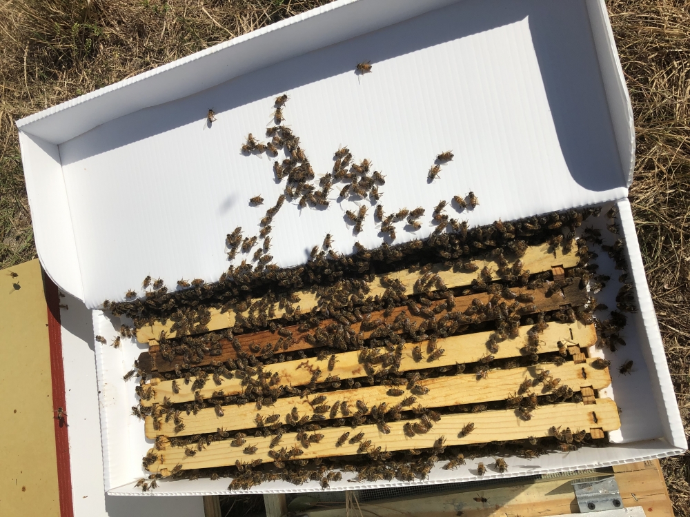 Honey Bees for Sale. Nucs. Beeslist