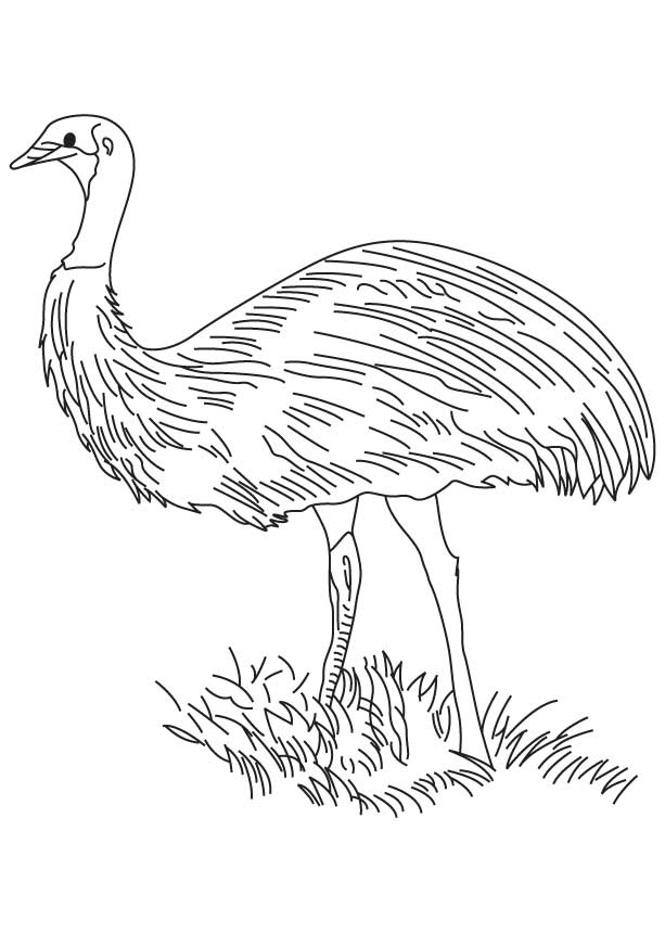 Emu Coloring Pages Kidsuki