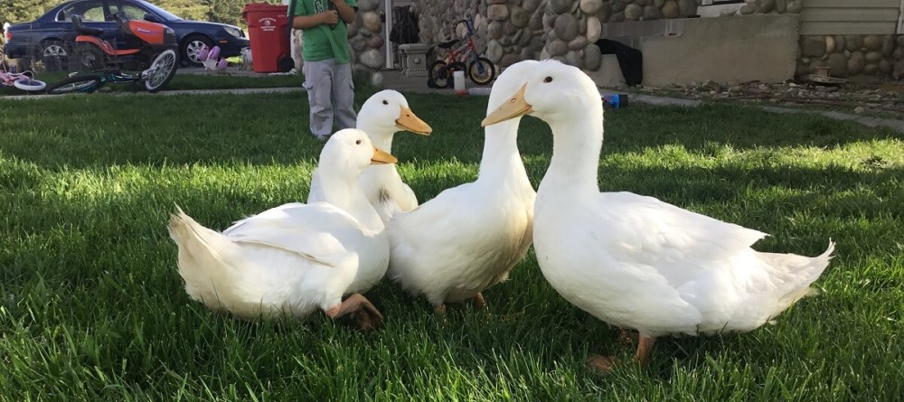 How Much Does It Cost To Keep, Feed and Raise A Pet Duck(s