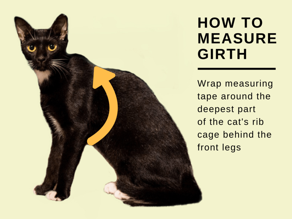 5 Best Cat Harnesses for No Escape (2019) Reviews & Buyer’s Guide