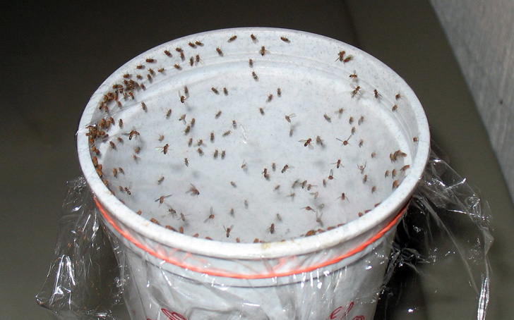 How to make a gnat trap naturally BigBear Pest Control