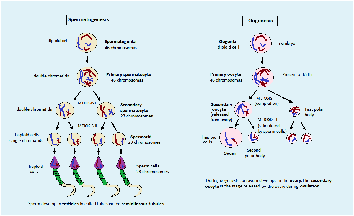 bioxeocotobade [licensed for use only] / The gametes and