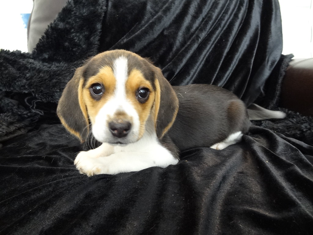 FREE BEAGLE PUPPIES IN FLORIDA PUPPIES IN FLORIDA