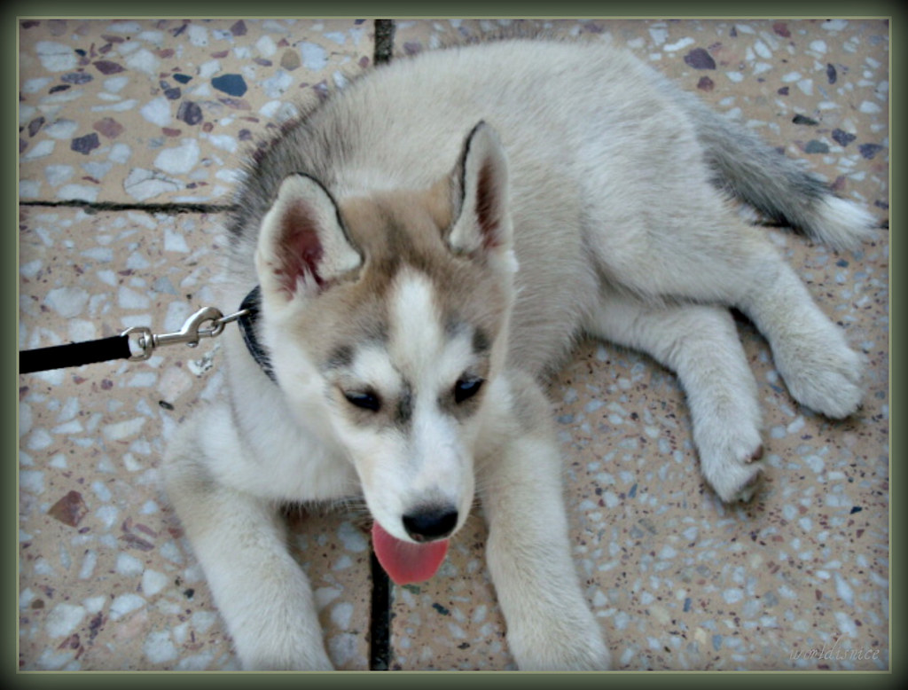 HUSKY PUPPIES FOR SALE IN OHIO Husky puppies for sale in