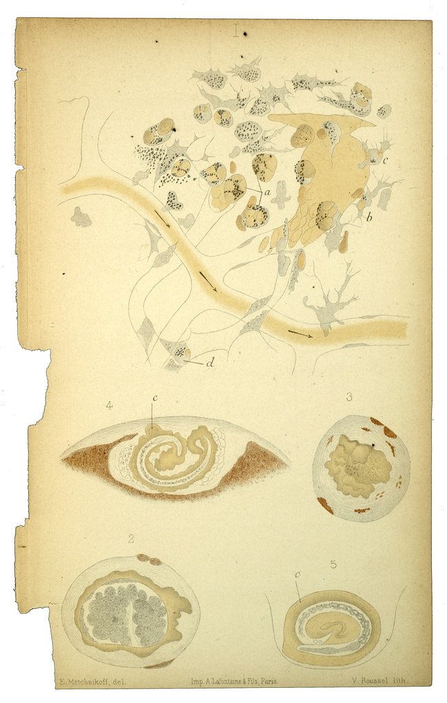 BABY IMMUNE SYSTEM DEVELOPMENT. BABY IMMUNE AMBY BABY BED