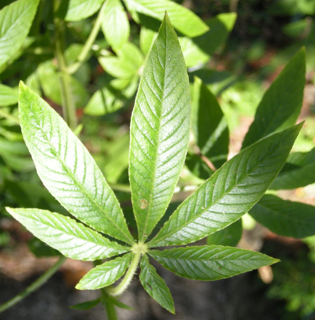 FLOWERING MARIJUANA PLANTS MARIJUANA PLANTS BOUQUET