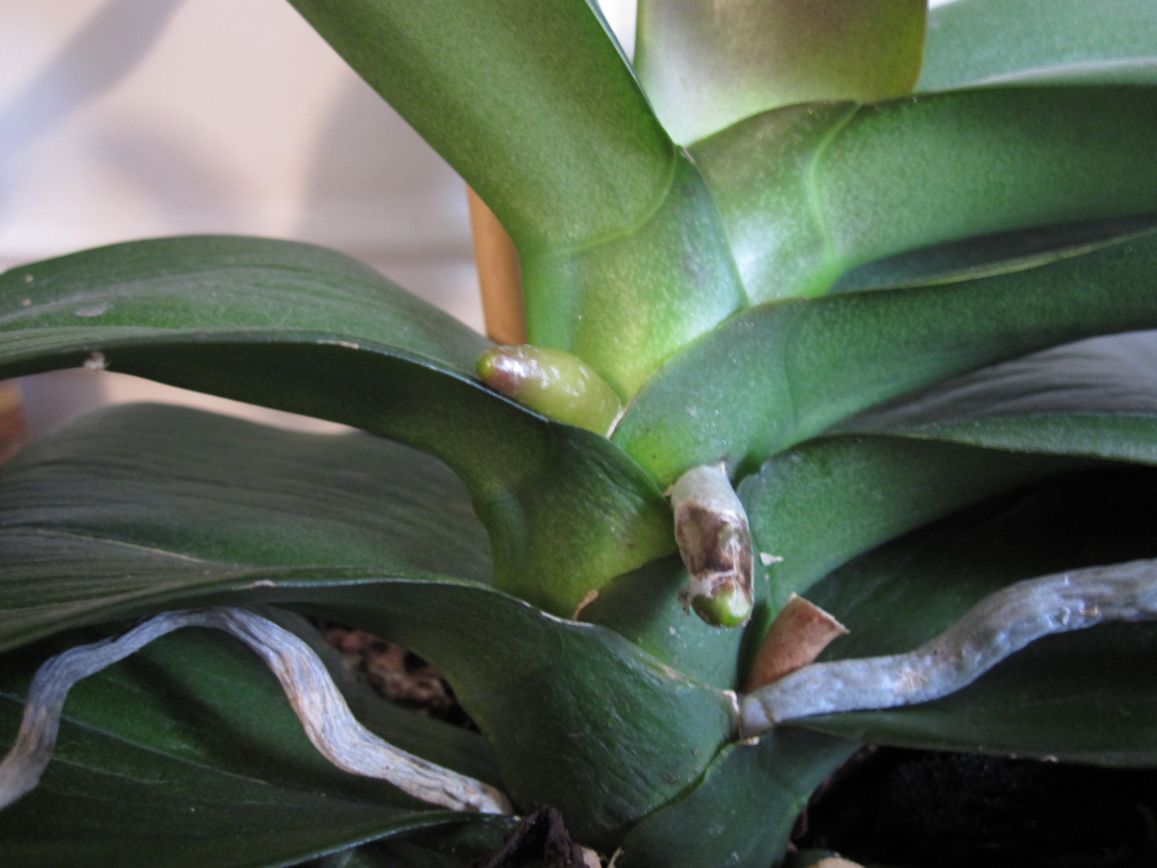 Pics that show new orchid spikes and new orchid roots so you can figure out what's growing on your orchid. How to tell the difference between orchid roots and orchid ...
