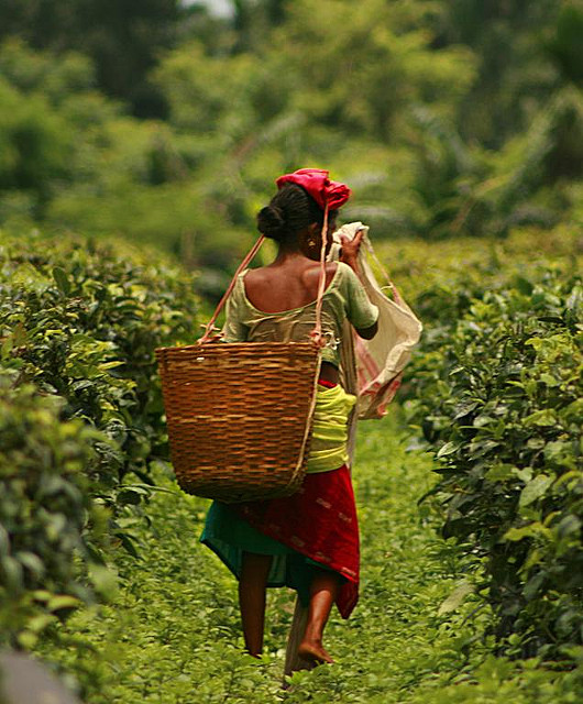 Assam Tea Best Known of all Indian Teas Dominion Tea