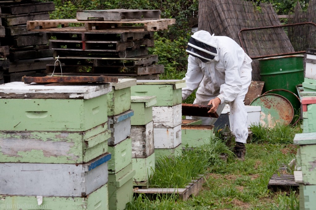 What’s the Buzz About Marshall’s Farm Honey? Junblog