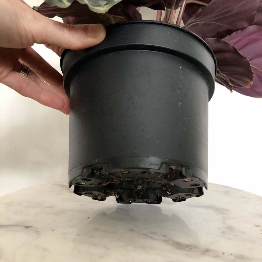 So, just plant appropriately, go easy on the watering and enjoy that beautiful succulent and pot! How To Plant In Pots Without Drainage Holes 4 Simple Solutions My Tasteful Space