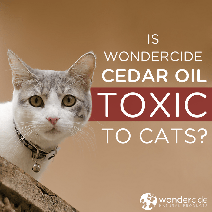 Is the Cedar Oil in Natural Flea Treatment Toxic to Cats? [FAQ