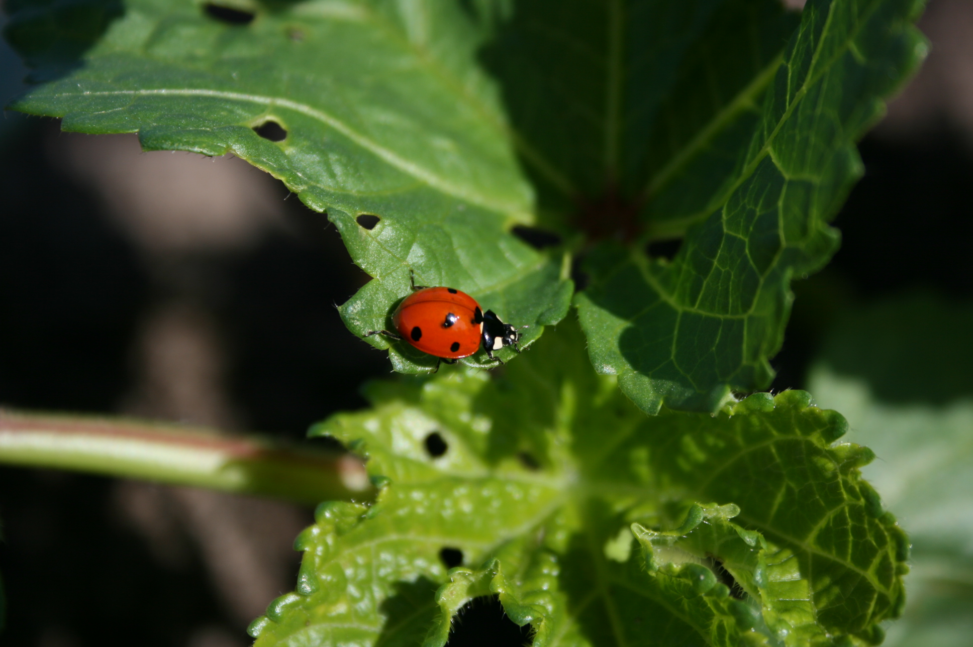 16 Things Ladybugs Like to Eat Most (Diet, Care
