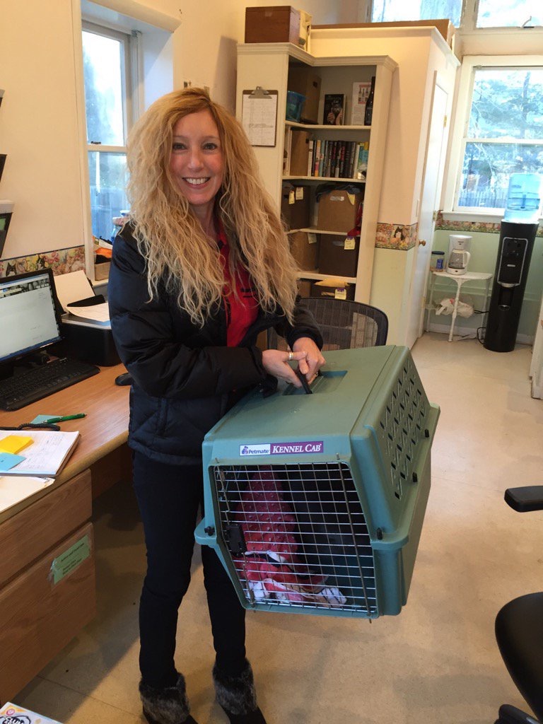 Meet Rachel Geller of Rachel Geller, Ed.D., Certified Cat Behaviorist