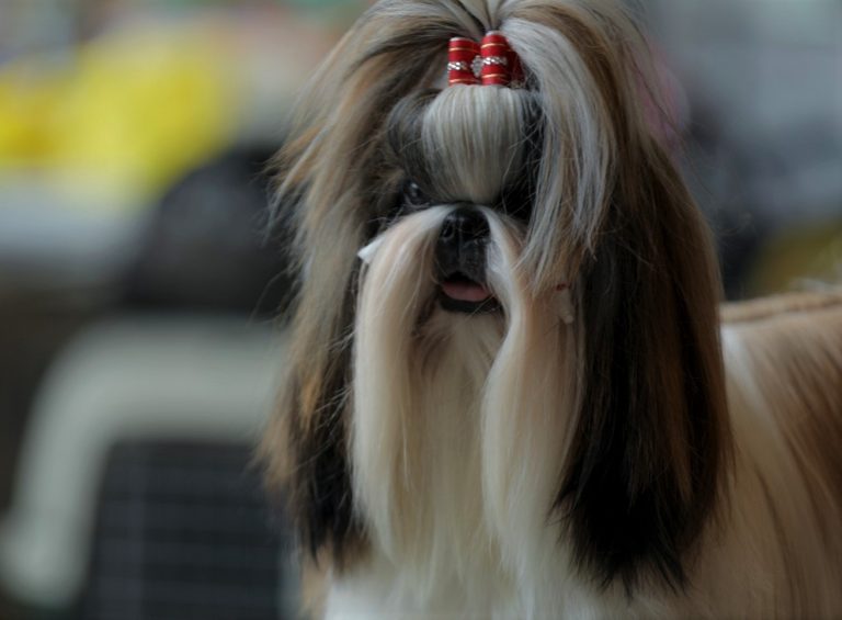 Cara Melihara Hewan Anjing Jenis Shih Tzu Dunia Seputar