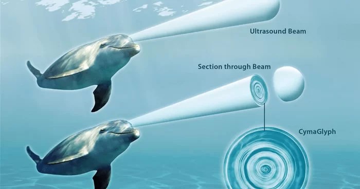 Science Shows Dolphins Communicate Holographically