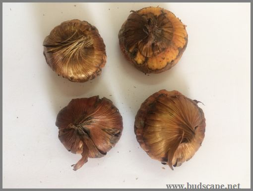 IDENTIFY FLOWER BULBS