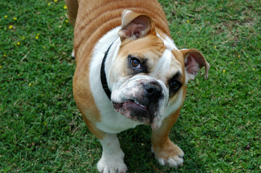 The Lifespan of a Bulldog and How to Ensure Your Dog